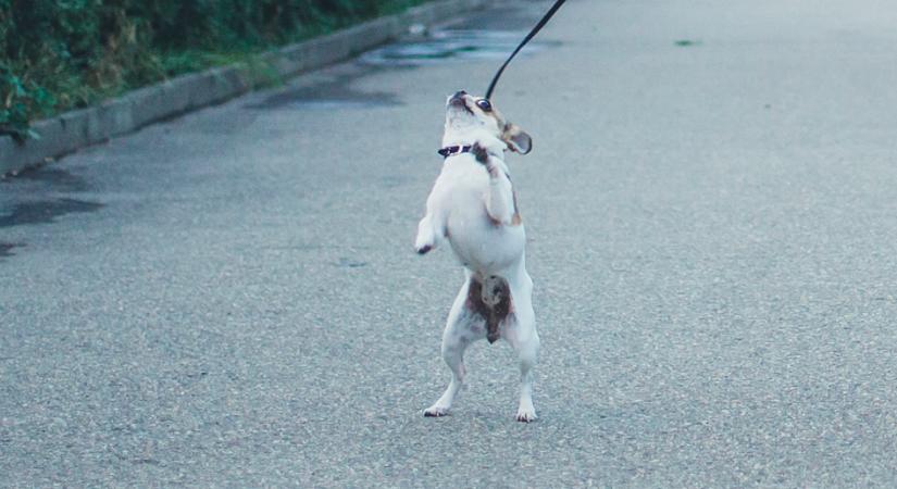 Az út közepén tette ki a sofőr a kutyáját: egy futár megrázó videó készített ezután - Videó