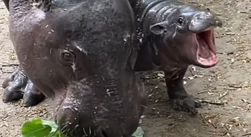 Videón a Nyíregyházi Állatpark törpevíziló-bébije