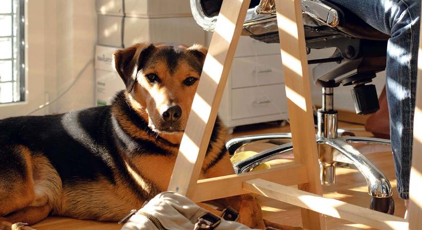 Kutyák szeparációs szorongása – ha nem lehet egyedül hagyni