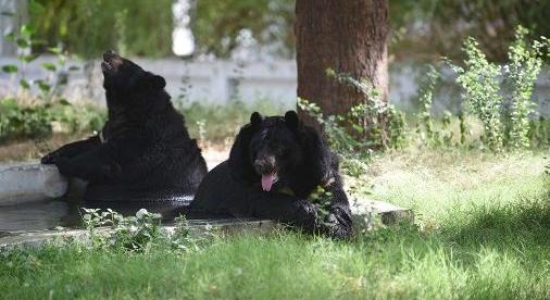 Négy embert ölt meg egy medve Indiában