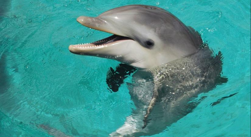 Videó: partra sodródott delfinborjút mentett meg a horgász