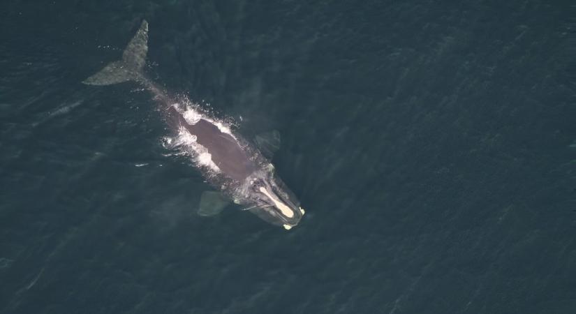 A világ egyik legritkább bálnáját kapták lencsevégre