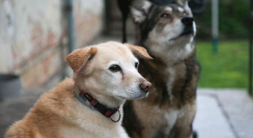 Borzasztó körülmények között tartottak több mint 50 kutyát