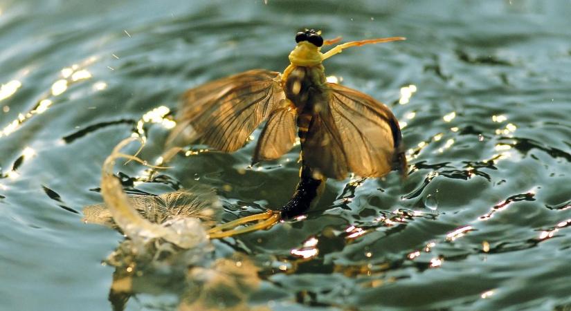 A tiszavirágzásra várnak a Tisza-tónál