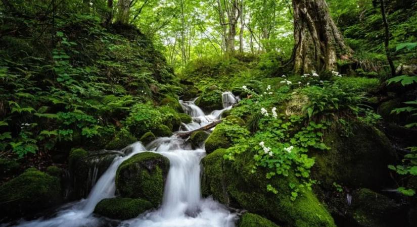 Már a hegyi patakjaink felét a kiszáradás fenyegeti