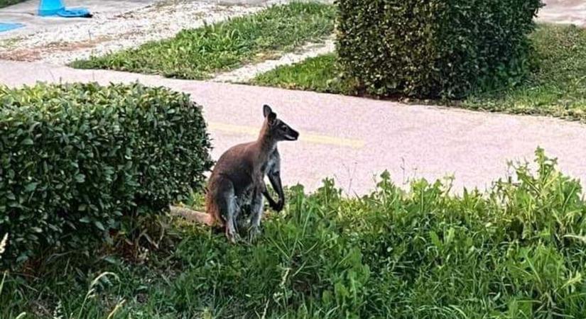 Kiderítettük, hogyan fogták be Lajost, a szökött kengurut – videóval
