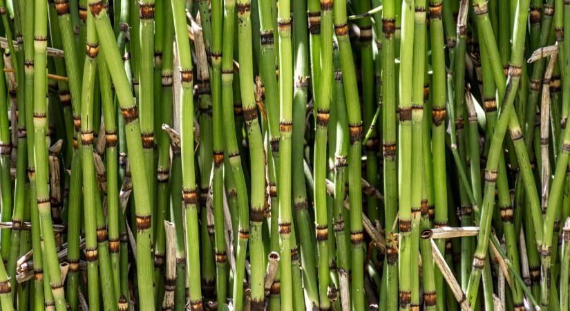 Bambuszból fényesebb, fenntarthatóbb üveg készíthető