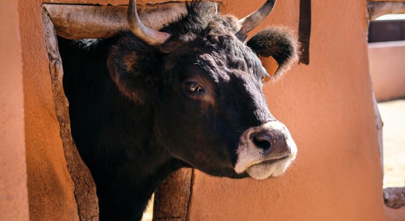 Eldőlt, a kolumbiai bikáknak 2027-től nem kell matadorokkal megvívni