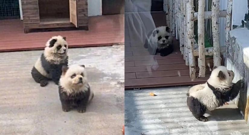 Pandakutya? Fekete-fehér csau-csaukat mutattak be egy állatkertben