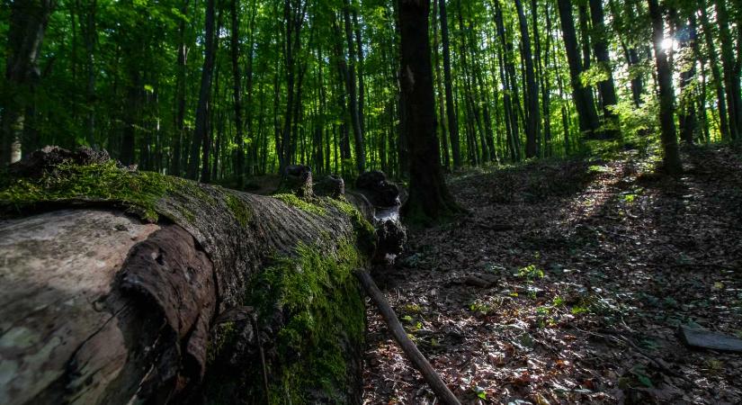 Nagyon kicsivel több az erdőnk, és valamivel kevesebbet termeltek ki tavaly, mint 2022-ben