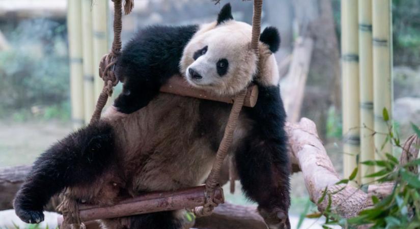 Miért annyira idétlenek a pandák?