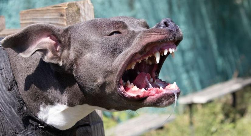 Véres támadás Szekszárdon: karanténba került a tacskóra és gazdájára támadó megvadult kutya