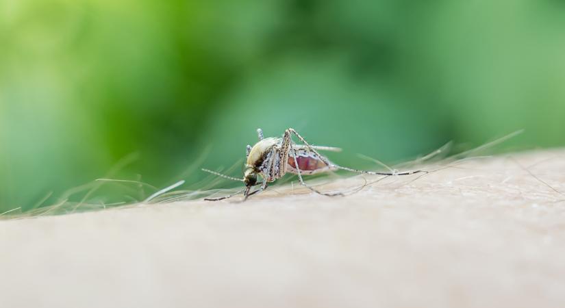 Döntött a hatóság: érkezhet a chikungunya elleni oltóanyag