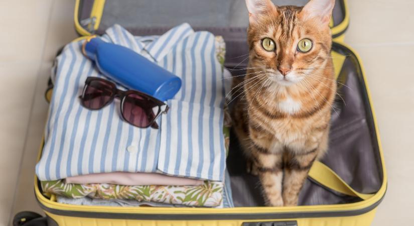 7 alapszabály, ha macskával utazol