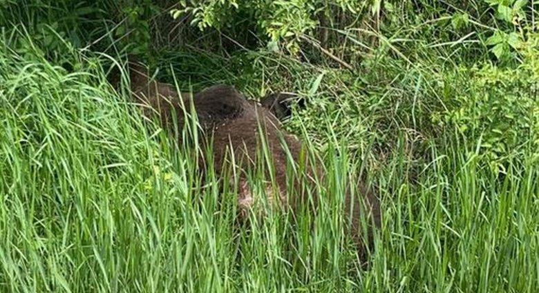Elpusztult medvebocsokat találtak Sepsiszentgyörgy közelében