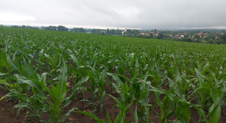 Nincs bizalom: 800 ezer hektár alatt maradt a kukorica