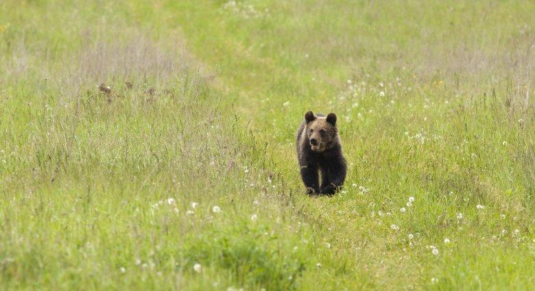 A sertéspestis elleni küzdelemben kifejezetten hasznosak a medvék Hargita megye számára