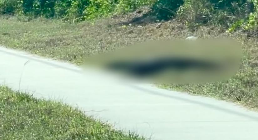 Azt hitte a nő, egy aligátor kúszik át előtte az úton: az igazság megdöbbentette - Videó