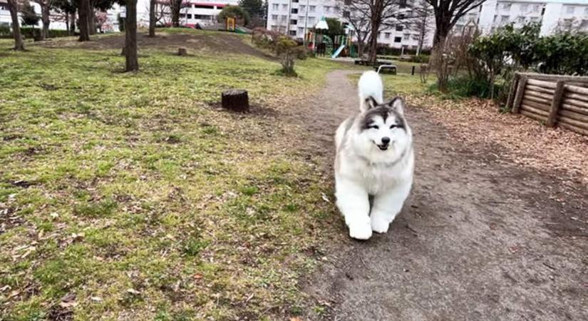 Új jelmezt szerzett be a japán ‘kutyaember’, így még jobban hasonlít egy valódi ebre