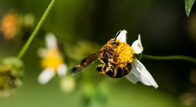 Elindult a biodiverzitást támogató pályázat egyeztetése