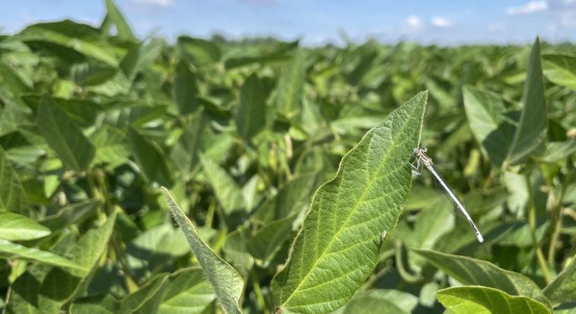 Fókuszban a szója! – Tápanyag-utánpótlás a TIMAC AGRO ajánlásával