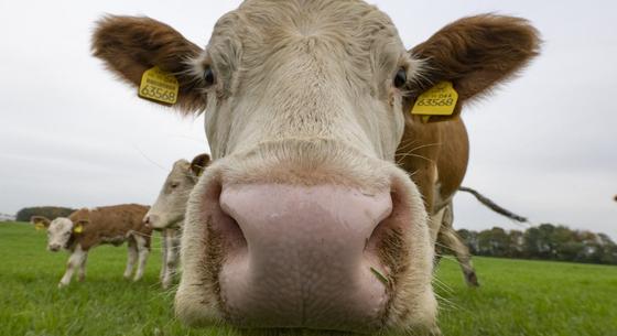 A Tej Terméktanács szerint a tejtermelés ellen hangol egy ismert margaringyártó a reklámjával, az Agrárminisztérium kész beavatkozni