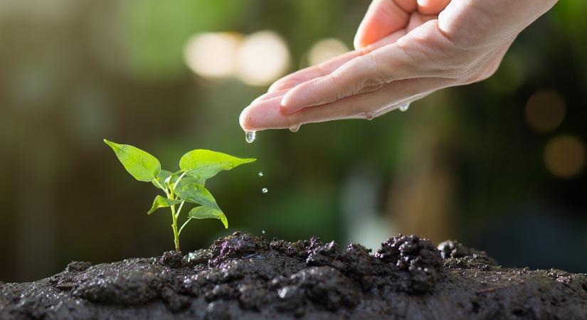 Biostimulátorok és növénykondicionálók: hatékony megoldások a kertészetben