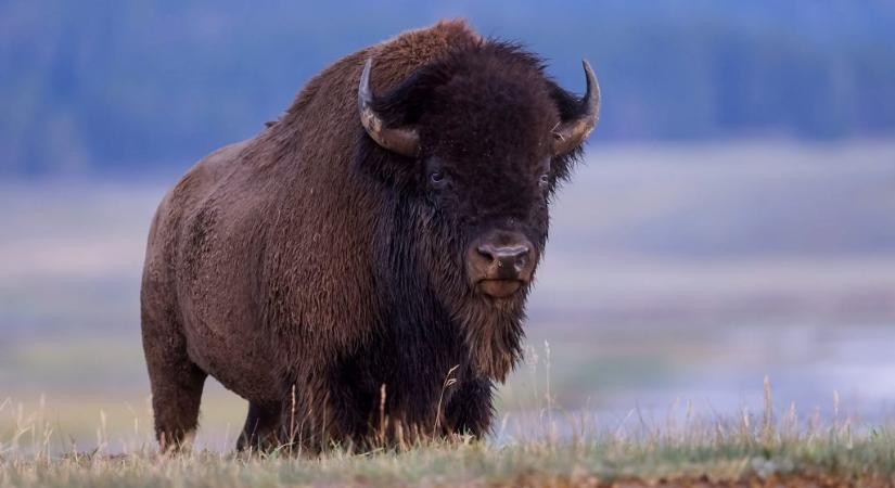 83 éves nőt öklelt fel egy bölény a Yellowstone Nemzeti Parkban