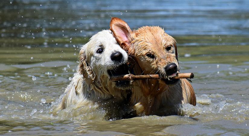 Ez az ijesztő tünet jelentkezhet, ha túl sokat hagyod úszni a kutyádat