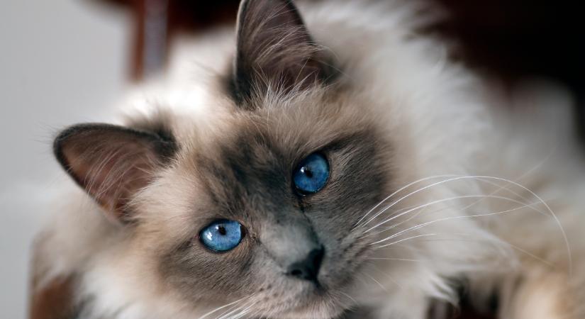 A 6 kék szemű macskafajta: az esetükben csak ez az árnyalat elfogadott
