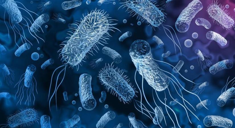 Vírusokkal küzdene az antibiotikum-rezisztens baktériumok ellen egy magyar kutató