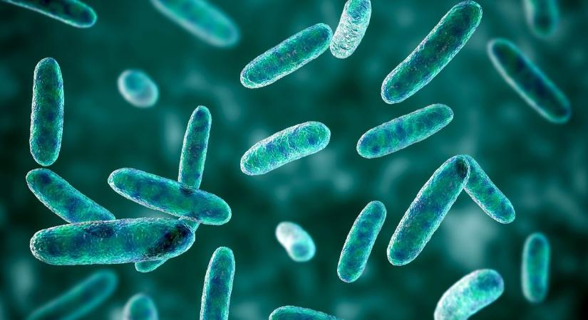 Vírusokat uszítanának az antibiotikum-rezisztens baktériumokra a szegedi kutatók