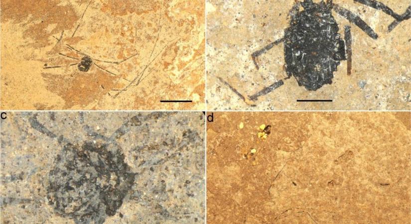 48 millió éves kaszáspókokat találtak