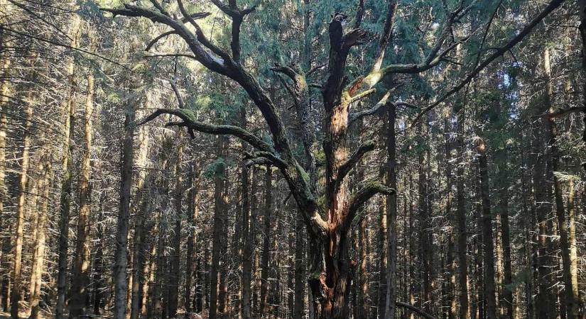 Kihívás sepsiszentgyörgyieknek: a városkörnyéki erdőkben fotózzák a „természet csodáit”