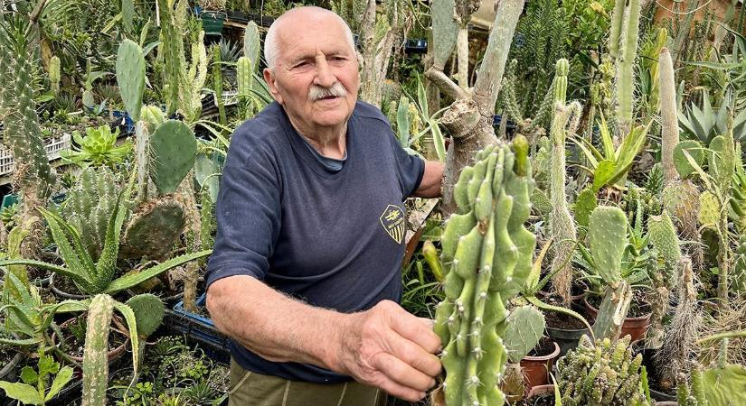 80 éves lett az ország kedvenc kaktuszgyűjtője, Hegyi Atilla - Videó!