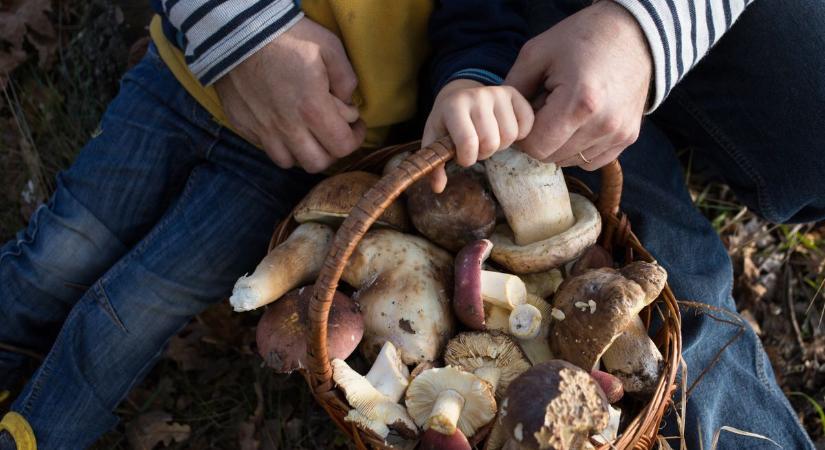 Ingyenes gombavizsgálatot biztosít a Kaposvári Nagypiac