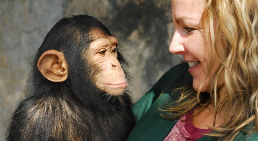 Csak apró különbségek választanak el a csimpánzoktól