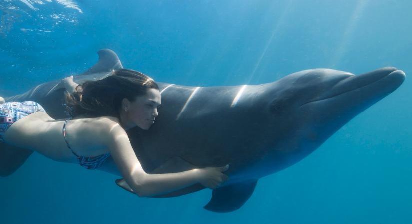 Delfin mentette meg egy nő életét