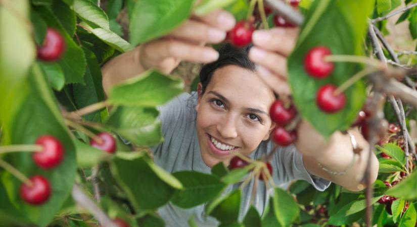 Az egészség és szépség csodaszere: a bőrünk is meghálálja, ha minél több cseresznyét eszünk