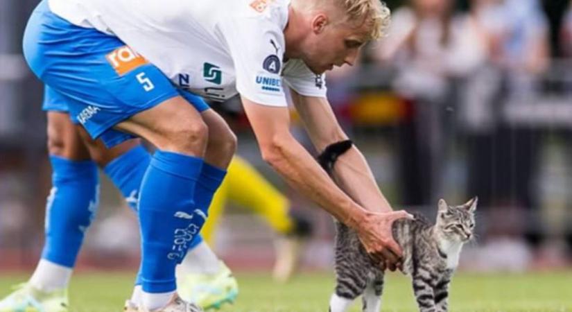 Instán írtak a gazdinak, hogy cicája miatt félbeszakadt egy svéd bajnoki