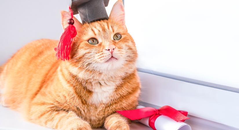 Doktori címet kapott egy kóbor macska: ez az érdeme