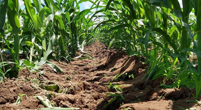 Kilőtt a chicagói kukorica ára egy brazil adóterv miatt