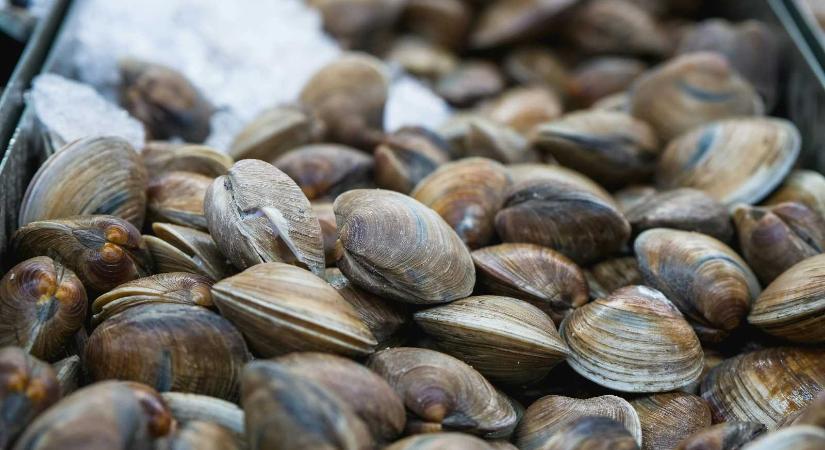 Felfüggesztették a kagylók és a tengeri csigák halászatát a Fekete-tengeren, a halászok panaszkodnak