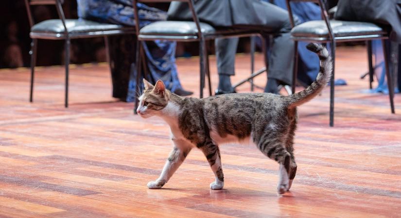 Egy macska is meghallgatta az Isztambuli Zenei Fesztivál koncertjét