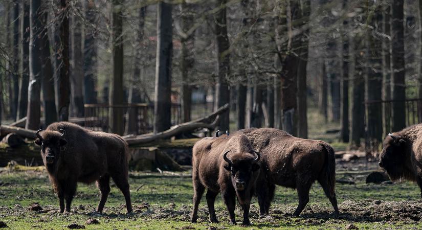 Oltári dolog derült ki a romániai bölényekről