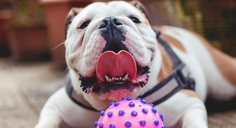 10 kutyafajta, amely kifejezetten rosszul bírja a nyári meleget