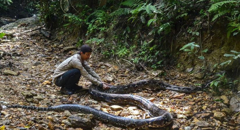 Egészben nyelt le egy nőt egy kígyó Indonéziában  videó