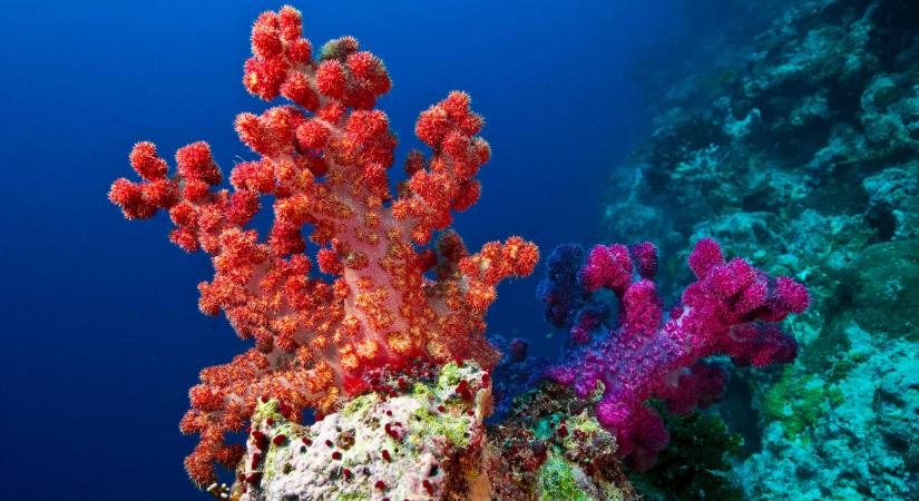 Sértetlen korallzátonyt találtak.
