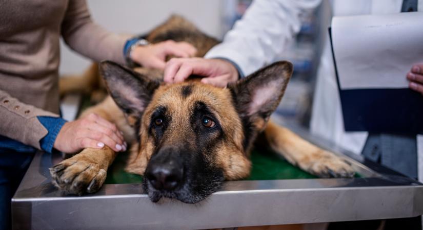 Heredaganat: a leggyakoribb daganat az ivaros, idős kutyáknál