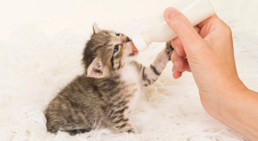 Így kell cumisüvegből etetni az elárvult kiscicákat
